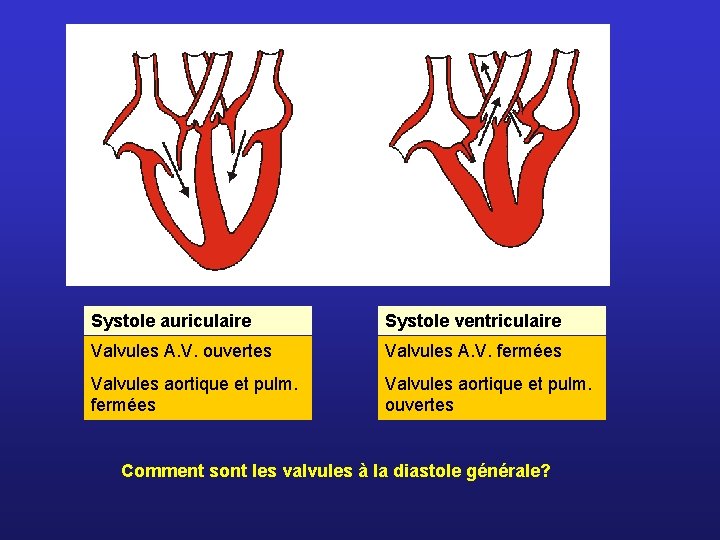 Systole auriculaire Systole ventriculaire Valvules A. V. ouvertes Valvules A. V. fermées Valvules aortique