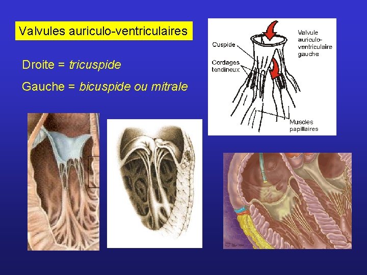 Valvules auriculo-ventriculaires Droite = tricuspide Gauche = bicuspide ou mitrale 