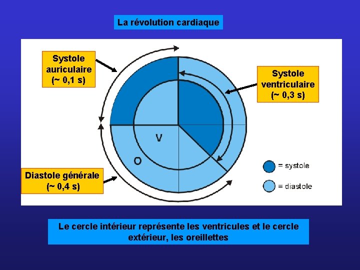 La révolution cardiaque Systole auriculaire (~ 0, 1 s) Systole ventriculaire (~ 0, 3