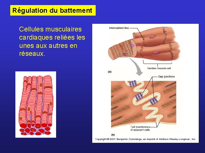 Régulation du battement Cellules musculaires cardiaques reliées les unes aux autres en réseaux. 