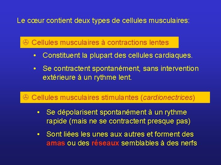 Le cœur contient deux types de cellules musculaires: > Cellules musculaires à contractions lentes