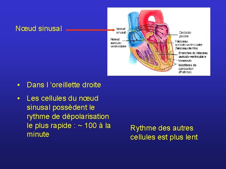 Nœud sinusal • Dans l ’oreillette droite • Les cellules du nœud sinusal possèdent