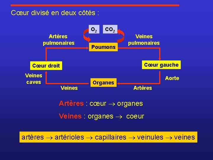 Cœur divisé en deux côtés : O 2 Artères pulmonaires CO 2 Poumons Veines