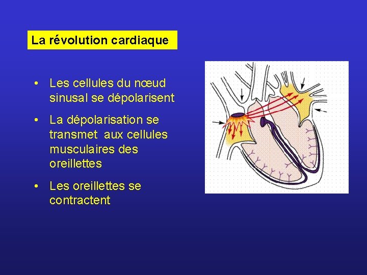 La révolution cardiaque • Les cellules du nœud sinusal se dépolarisent • La dépolarisation