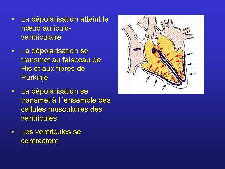  • La dépolarisation atteint le nœud auriculoventriculaire • La dépolarisation se transmet au