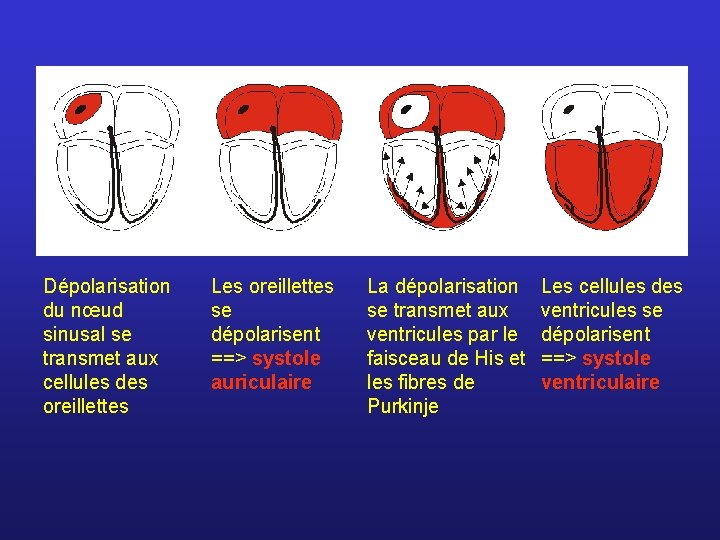 Dépolarisation du nœud sinusal se transmet aux cellules des oreillettes Les oreillettes se dépolarisent