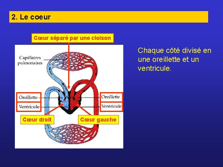 2. Le coeur Cœur séparé par une cloison Chaque côté divisé en une oreillette