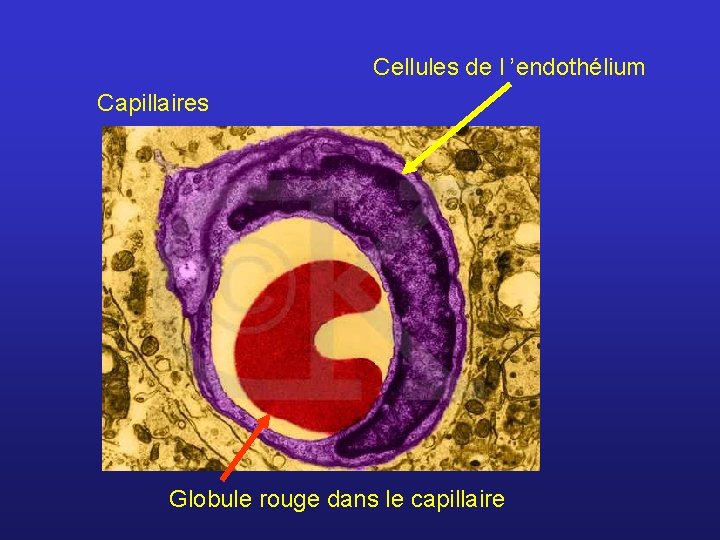 Cellules de l ’endothélium Capillaires Globule rouge dans le capillaire 