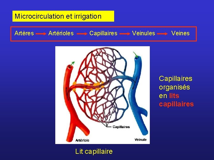 Microcirculation et irrigation Artères Artérioles Capillaires Veinules Veines Capillaires organisés en lits capillaires Lit