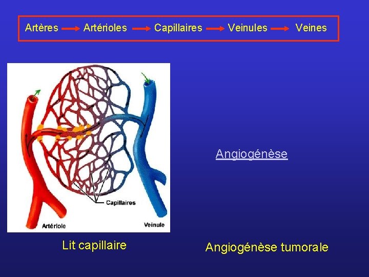 Artères Artérioles Capillaires Veinules Veines Angiogénèse Lit capillaire Angiogénèse tumorale 