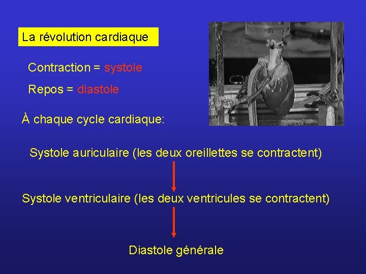 La révolution cardiaque Contraction = systole Repos = diastole À chaque cycle cardiaque: Systole