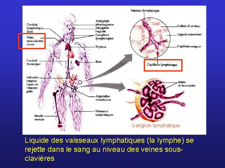 Ganglion lymphatique Liquide des vaisseaux lymphatiques (la lymphe) se rejette dans le sang au