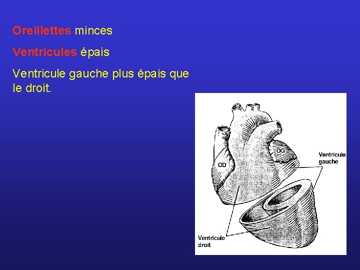 Oreillettes minces Ventricules épais Ventricule gauche plus épais que le droit. 