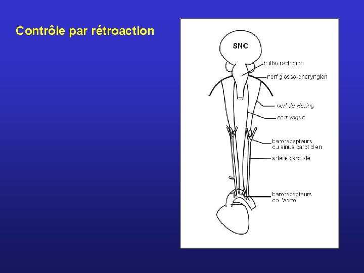 Contrôle par rétroaction 