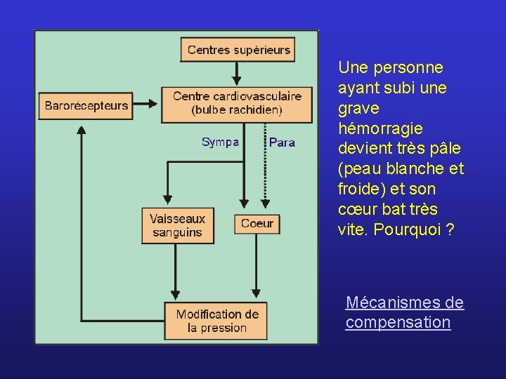 Une personne ayant subi une grave hémorragie devient très pâle (peau blanche et froide)