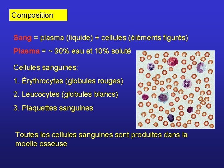 Composition Sang = plasma (liquide) + cellules (éléments figurés) Plasma = ~ 90% eau