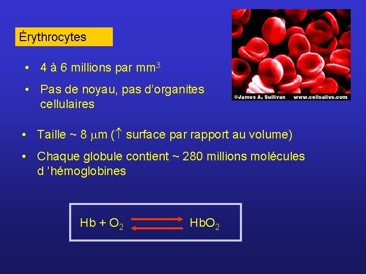 Érythrocytes • 4 à 6 millions par mm 3 • Pas de noyau, pas