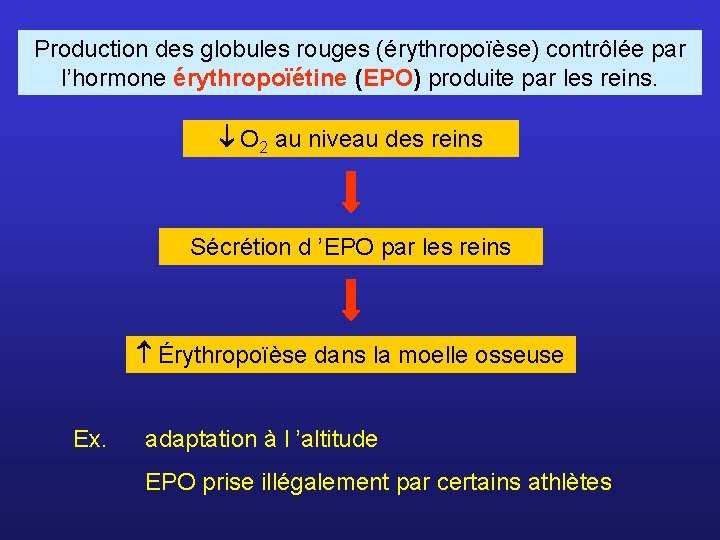 Production des globules rouges (érythropoïèse) contrôlée par l’hormone érythropoïétine (EPO) produite par les reins.