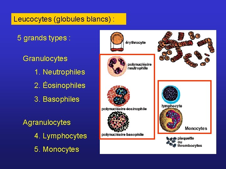 Leucocytes (globules blancs) : 5 grands types : Granulocytes 1. Neutrophiles 2. Éosinophiles 3.