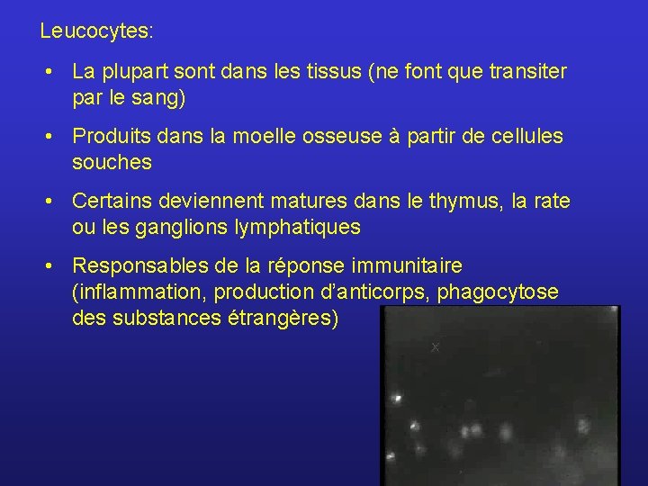 Leucocytes: • La plupart sont dans les tissus (ne font que transiter par le