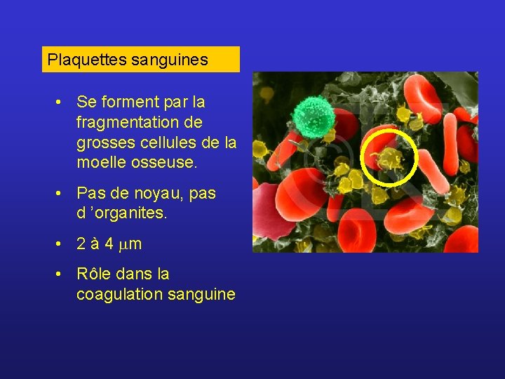 Plaquettes sanguines • Se forment par la fragmentation de grosses cellules de la moelle