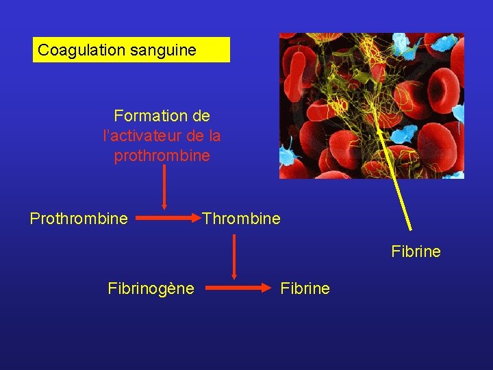 Coagulation sanguine Formation de l’activateur de la prothrombine Prothrombine Thrombine Fibrinogène Fibrine 