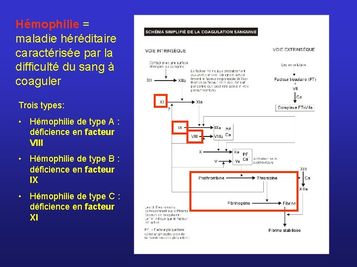 Hémophilie = maladie héréditaire caractérisée par la difficulté du sang à coaguler Trois types: