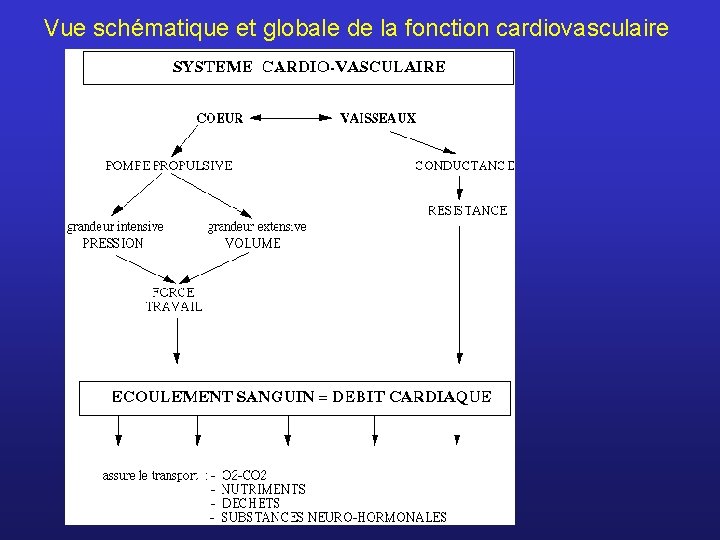 Vue schématique et globale de la fonction cardiovasculaire 