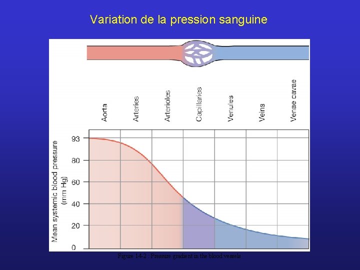 Variation de la pression sanguine Figure 14 -2 : Pressure gradient in the blood