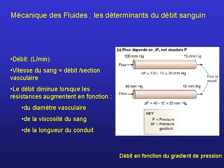Mécanique des Fluides : les déterminants du débit sanguin • Débit: (L/min) • Vitesse