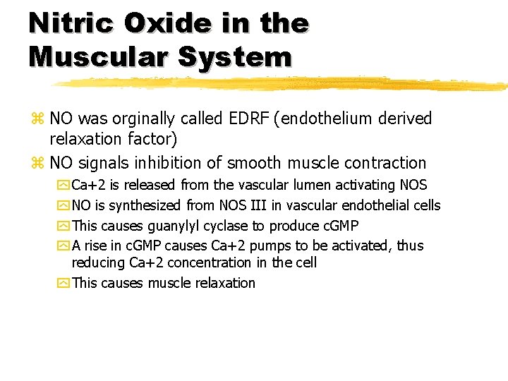 Nitric Oxide in the Muscular System z NO was orginally called EDRF (endothelium derived