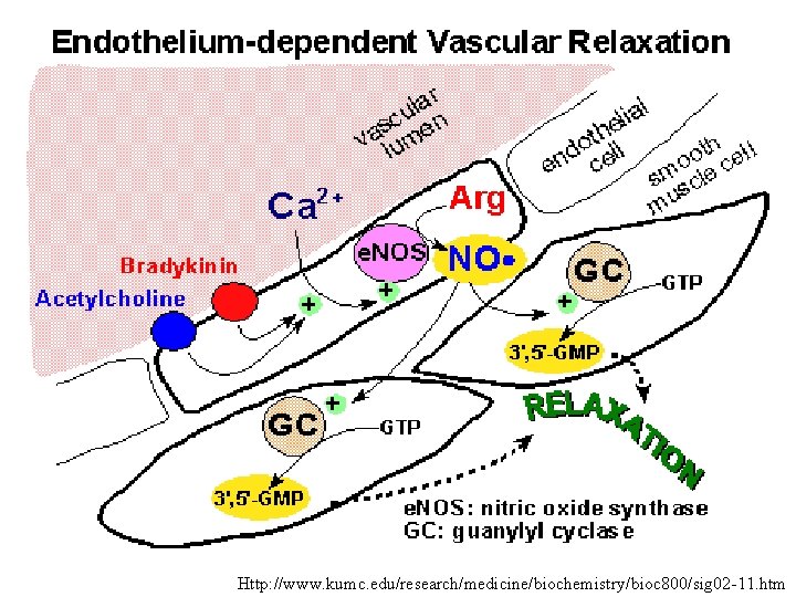 Http: //www. kumc. edu/research/medicine/biochemistry/bioc 800/sig 02 -11. htm 