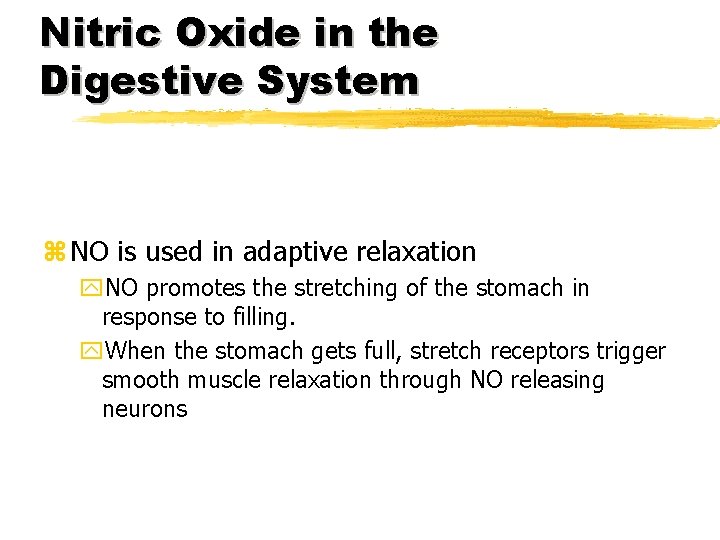 Nitric Oxide in the Digestive System z NO is used in adaptive relaxation y.