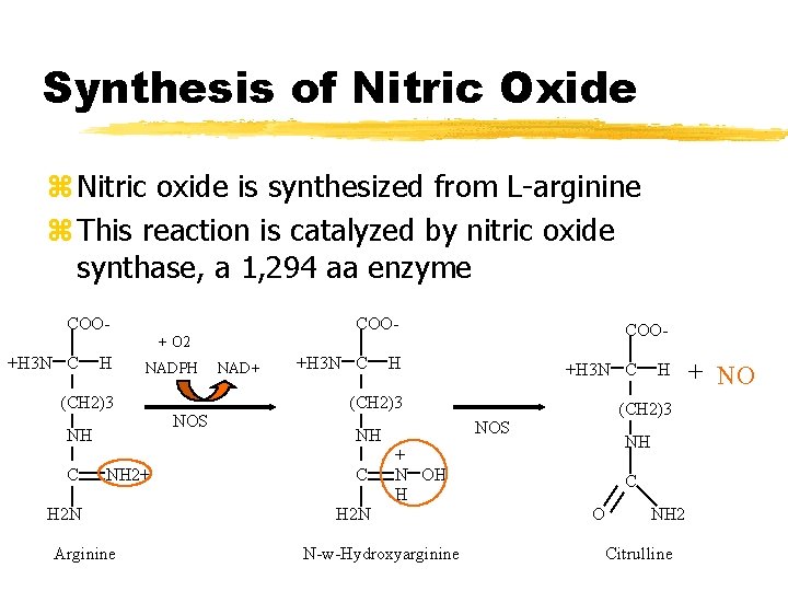 Synthesis of Nitric Oxide z Nitric oxide is synthesized from L-arginine z This reaction