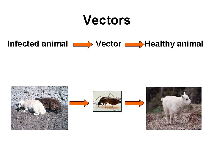 Vectors Infected animal Vector Healthy animal 