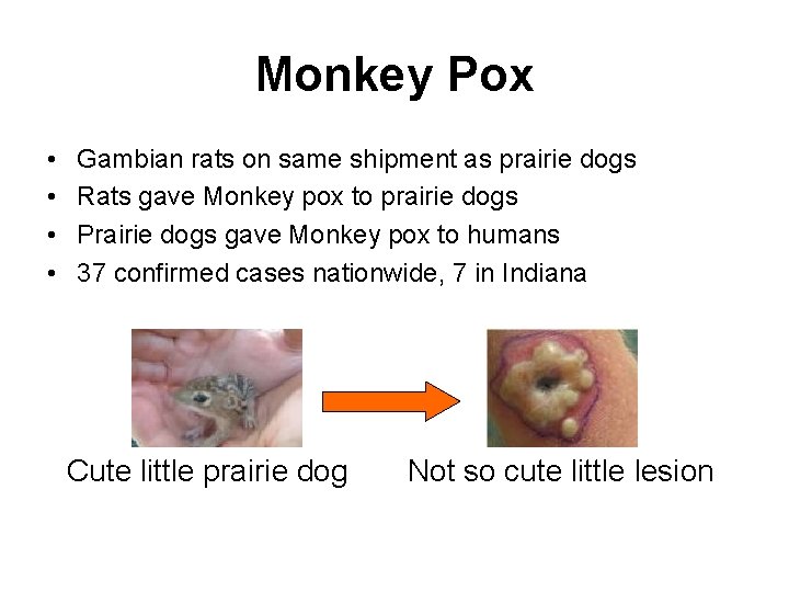 Monkey Pox • • Gambian rats on same shipment as prairie dogs Rats gave