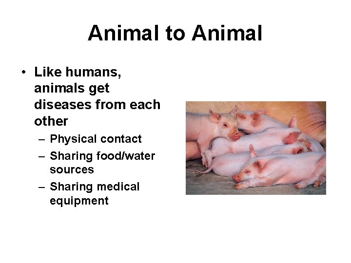 Animal to Animal • Like humans, animals get diseases from each other – Physical