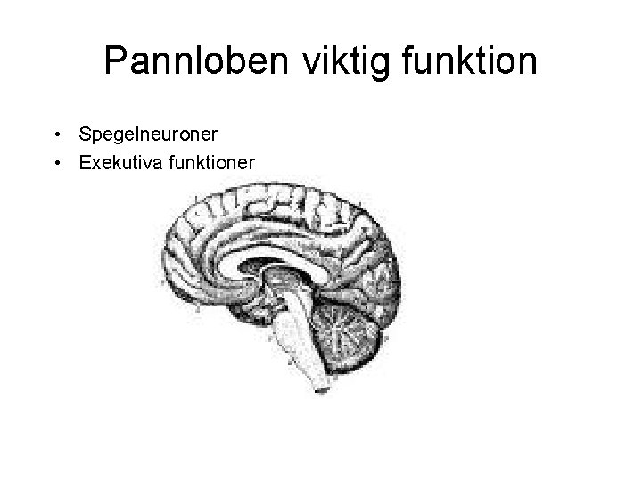 Pannloben viktig funktion • Spegelneuroner • Exekutiva funktioner 