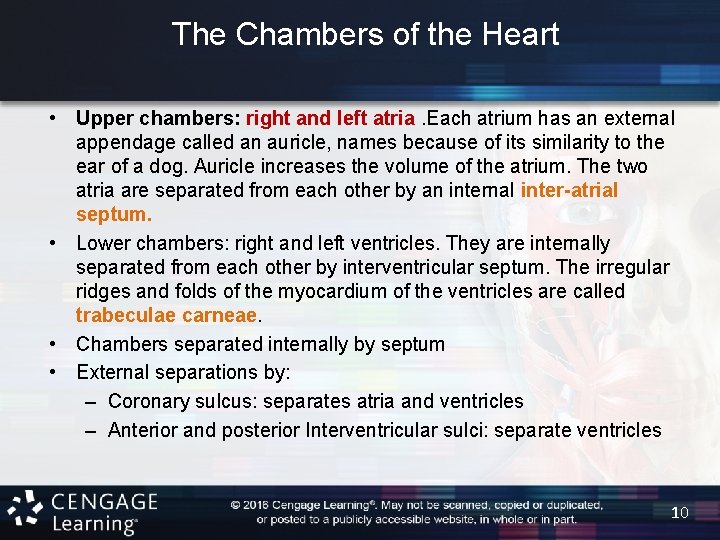 The Chambers of the Heart • Upper chambers: right and left atria. Each atrium