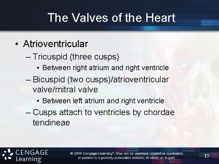 The Valves of the Heart • Atrioventricular – Tricuspid (three cusps) • Between right