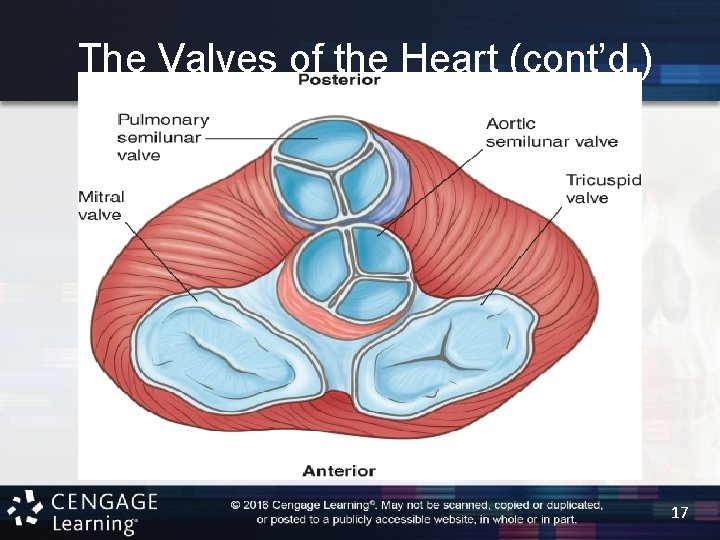 The Valves of the Heart (cont’d. ) 17 