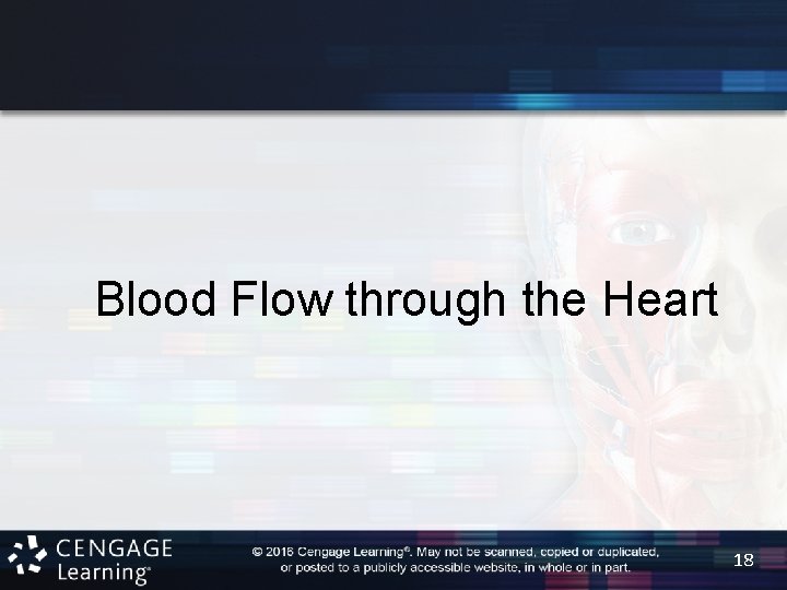 Blood Flow through the Heart 18 