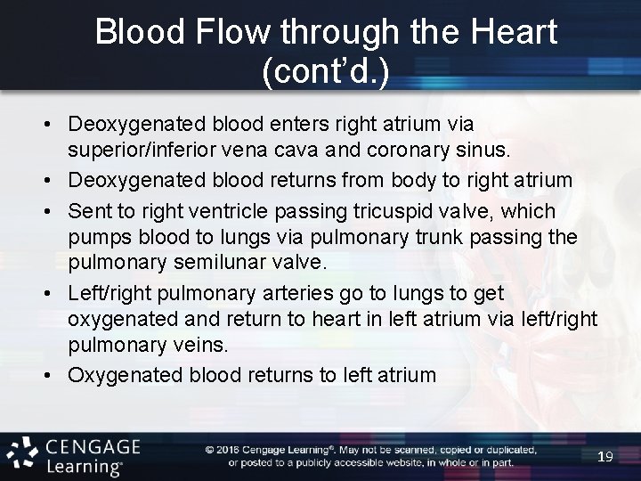 Blood Flow through the Heart (cont’d. ) • Deoxygenated blood enters right atrium via