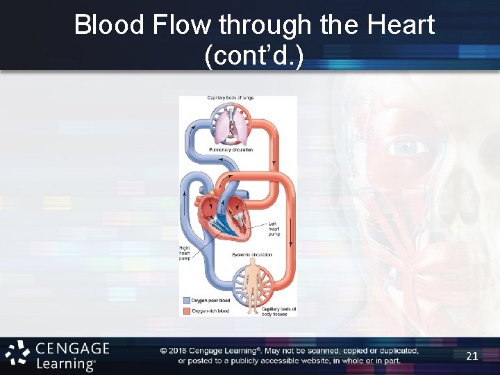Blood Flow through the Heart (cont’d. ) 21 
