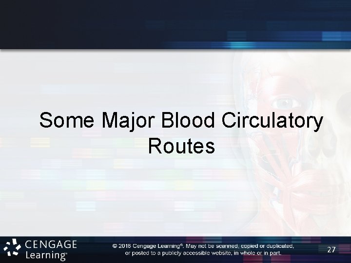 Some Major Blood Circulatory Routes 27 