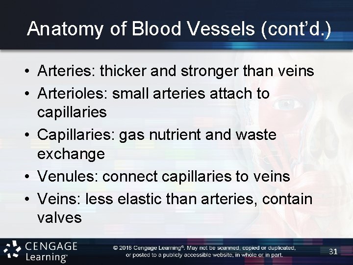 Anatomy of Blood Vessels (cont’d. ) • Arteries: thicker and stronger than veins •