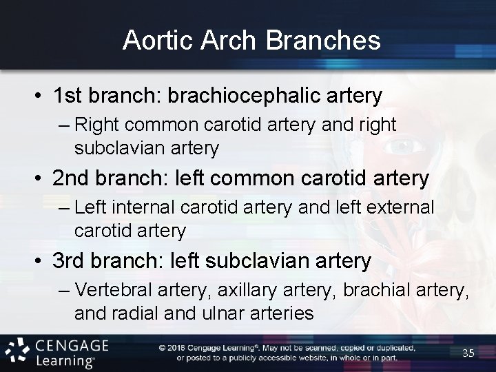 Aortic Arch Branches • 1 st branch: brachiocephalic artery – Right common carotid artery