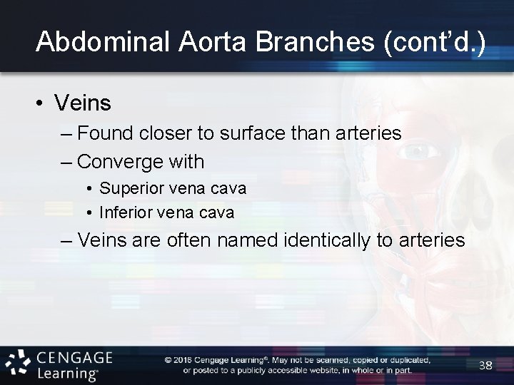 Abdominal Aorta Branches (cont’d. ) • Veins – Found closer to surface than arteries