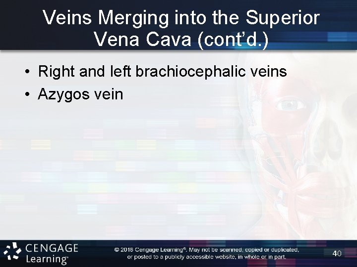 Veins Merging into the Superior Vena Cava (cont’d. ) • Right and left brachiocephalic