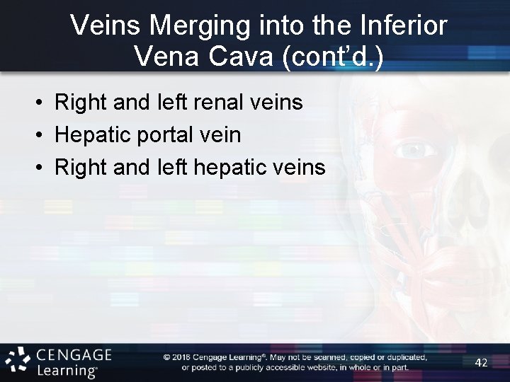 Veins Merging into the Inferior Vena Cava (cont’d. ) • Right and left renal